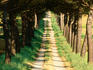 Tree-lined dirt road near Cortona.