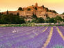 Fields of lavender in front of village buildings, Alpes-de-Haute-Provence.