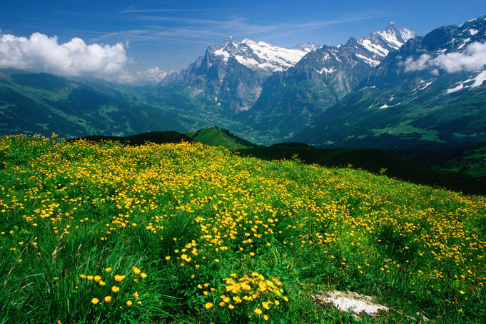 Alpine meadow and valley from Mannlichen.