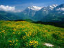 Alpine meadow and valley from Mannlichen.