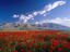 Flowers, Turkey