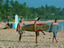 Main beach, Sri lanka