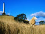Sheep and Cenotaph, One Tree Hill, Domain.