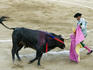 Bullfight, Caletilla.