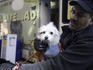 Animal shelter volunteer with dog on Upper West Side.
