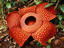 Image_23399-11
