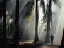 Boy in misty coconut palm (Cocos nucifera) grove at Riung.