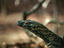 Komodo Dragon (Varanus komodensis) juvenile.