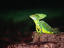 Image_23402-4