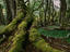 Mossy coigue trunk, Parque Nacional Tierra Del Fuego
