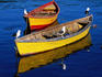 Seagulls on fishing dinghies, Rio Valdivia.