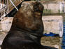 Fur seal at riverside fish market.