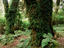 Valdivian rainforest near Lago Frias.