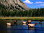 Alces alces, Yellowstone National Park