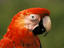 Close-up of macaw, near Manaus.
