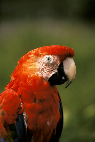 Close-up of macaw, near Manaus.