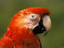Close-up of macaw, near Manaus.