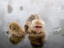 Japanese macaque (snow monkeys) in natural onsen (hot spring), Jigokudani Monkey Park.