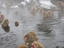 Image_23472-5