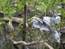 Bird on branch in swamp.