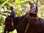 Elephant Safari Park, Bali