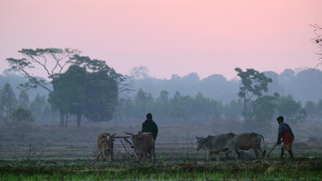 Farmers cultivating land, Orissa