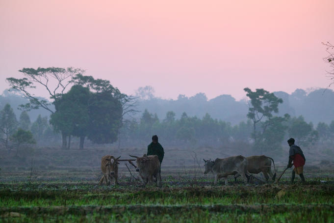 Farmers cultivating land with cows.