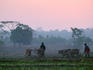 Farmers cultivating land with cows.