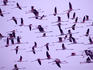 Lesser Flamingos (Phoeniconaias minor) in flight, Lake Chilka, Barkul.