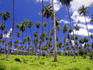 Coconut plantation near Afu Auu Falls.