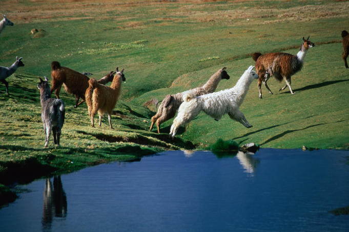 Llamas leaping over spring fed water.