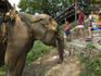 Elephant grazing on bank of the Mekong.