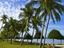 Palm trees, Pantai Cenang, Pulau Langkawi