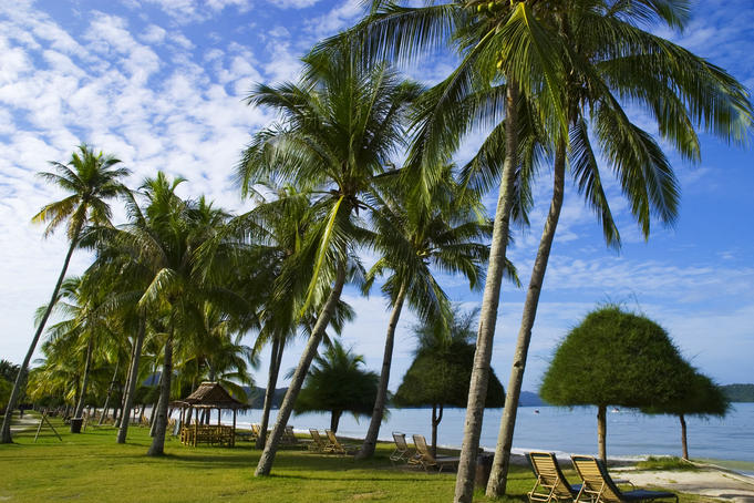 Palm trees lining the beachfront at Pantai Cenang.