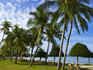 Palm trees lining the beachfront at Pantai Cenang.