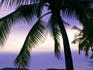 Sunset on palm trees lining the beachfront at Pantai Cenang.