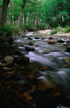 Arroyo Goye flowing through lenga beech forest.