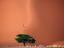 Hiker climbing giant sand dune, Namibia