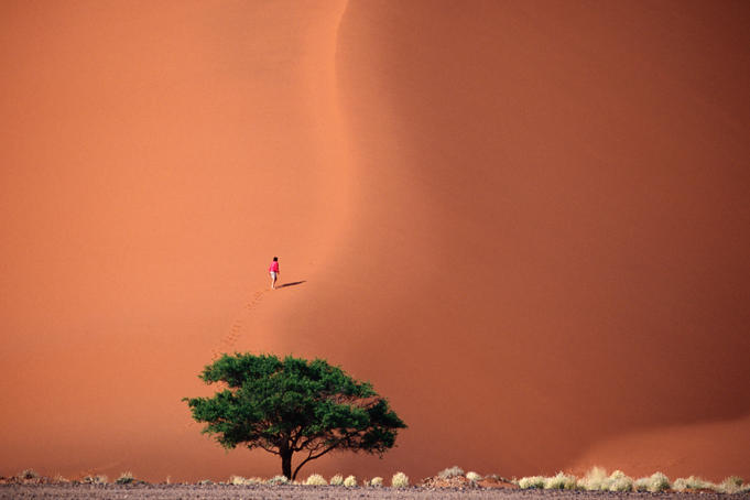 Hiker climbing giant sand dune above a thorn tree, between Sesriem and Sossusvlei.