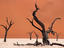 Tree skeletons, Dead Vlei, Africa