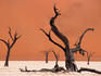 Tree skeletons on an alkali pan and giant sand dune, Dead Vlei.