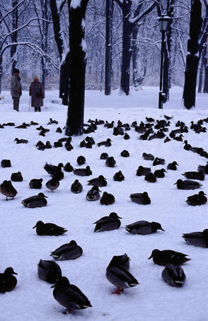 Ducks in Saxson Gardens during unusually heavy snowfall.