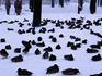Ducks in Saxson Gardens during unusually heavy snowfall.