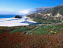 Iceplants and Big Sur coastline.