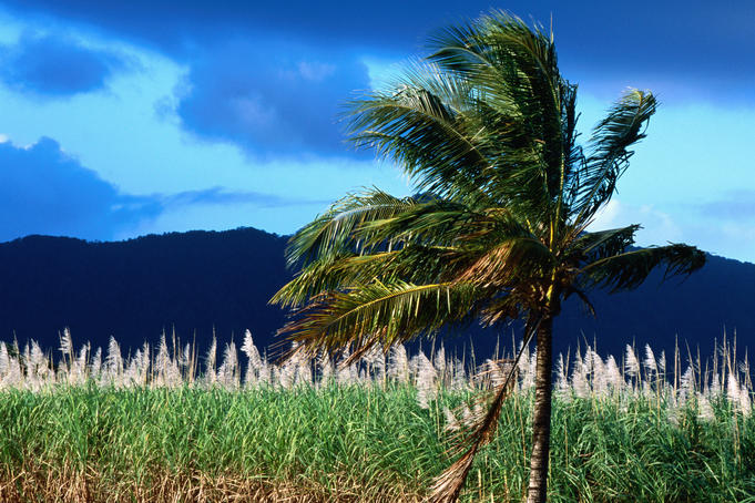Palm tree and sugarcane field near Daintree.