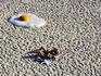 Large egg on Tamarama Beach, part of an exhibtion called Sculpture by the Sea, Tamarama Beach.