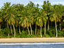 Coconuts palms on Pulau Masokut.