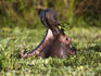 Common hippopotamus (hippopotamus amphibius), Lake Edward, Ishasha sector in Queen Elizabeth National Park.
