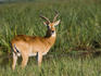 Uganda kob (Kobus kob thomasi), Ishasha sector in Queen Elizabeth National Park.