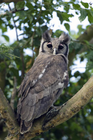 Verreaux's eagle owl or Giant eagle owl (Bubo lacteus), Ishasha sector in Queen Elizabeth National Park.